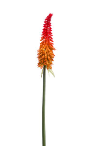 Kniphofia artificielle - 1 tige - Orange/rouge