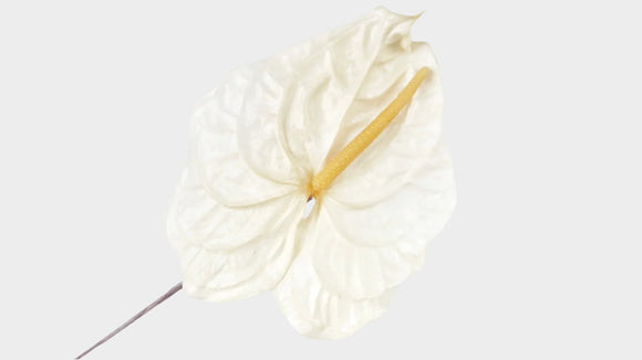 Anthurium stabilizzato La terra conta - 3 pezzi - Bianco naturale 011