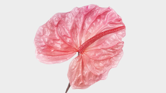 Anthurium conserva Earth Matters - 3 pezzi - Princess pink 181