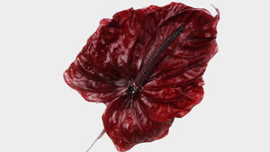 Anthurium conserva le questioni della terra - 3 pezzi - Rosso vino 471