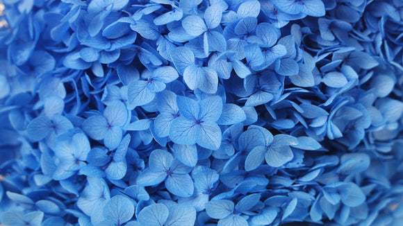 Preserved hydrangea Anna - 1 head - Blue grey