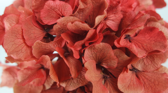 Hortensia stabilisé - 1 tête - Corail