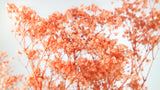 Gypsophila stabilizzata - 1 mazzetto - Arancio fiamma