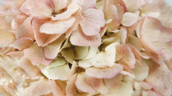 Hortensia séché - 1 tête - Rose beige