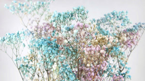 Gypsophila stabilizzata - 1 mazzo - Blu arcobaleno