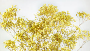 Gypsophila stabilizzata - 1 mazzo - Giallo sole