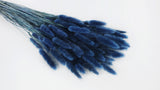 Bunny Tail Grass - 1 bunch - Cobalt blue