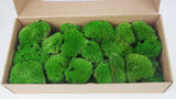 Musgo bola preservado - Caja - Verde Primavera