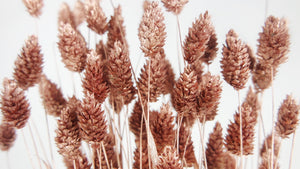 Dried phalaris - 1 bunch - Blush Gold