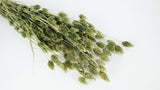 Dried phalaris - 1 bunch - Olive Gold