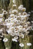 Acroclinium - 1 Bund - Naturfarbe weiß und schwarz - Si-nature