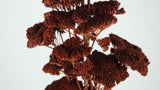 Achillea Filipendula getrocknet - 1 Bund - Braun - Si-nature