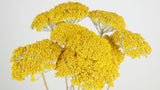 Achillea Parker getrocknet - 1 Bund - Naturfarbe gelb - Si-nature