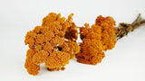 Achillea Filipendula getrocknet - 1 Bund - Amber - Si-nature