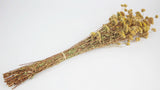 Achillea Silvestre getrocknet - 1 Bund - Naturfarbe gelb - Si-nature