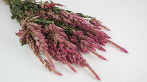 Celosia getrocknet - 1 Bund - Naturfarbe rosa