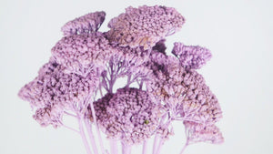 Achillea Parker getrocknet - 1 Bund - Puderlila - Si-nature