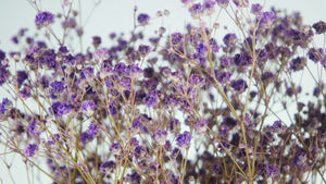 Preserved gypsophila - 1 bunch - Purple