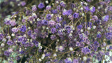 Preserved gypsophila - 1 bunch - Purple