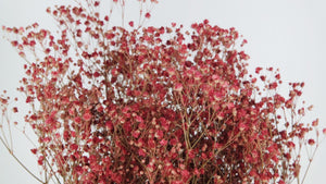 Gypsophila conservata - 1 mazzetto - Bacca