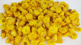 Strohblumen Köpfe - 2 kg - Versch. Farben - Si-nature