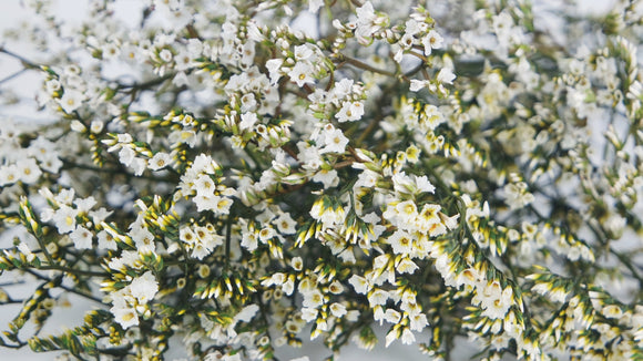 Limonium stabilisé - 1 botte - Couleur naturelle blanc