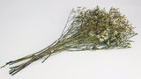 Stabilised limonium- 1 bunch - Natural colour white