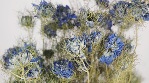 Nigella - 1 Strauß - Naturfarbe blau - Si-nature