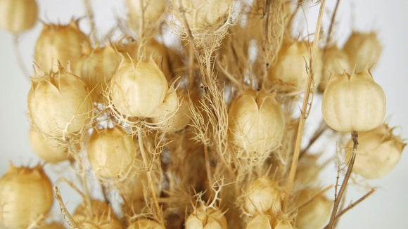 Nigella - 1 Bund - Naturfarbe - Si-nature