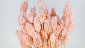 Phalaris getrocknet - 1 Bund - Porcelain pink - Si-nature