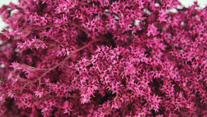 Dried tatarica - 1 bunch - Fuchsia