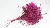 Dried tatarica - 1 bunch - Fuchsia